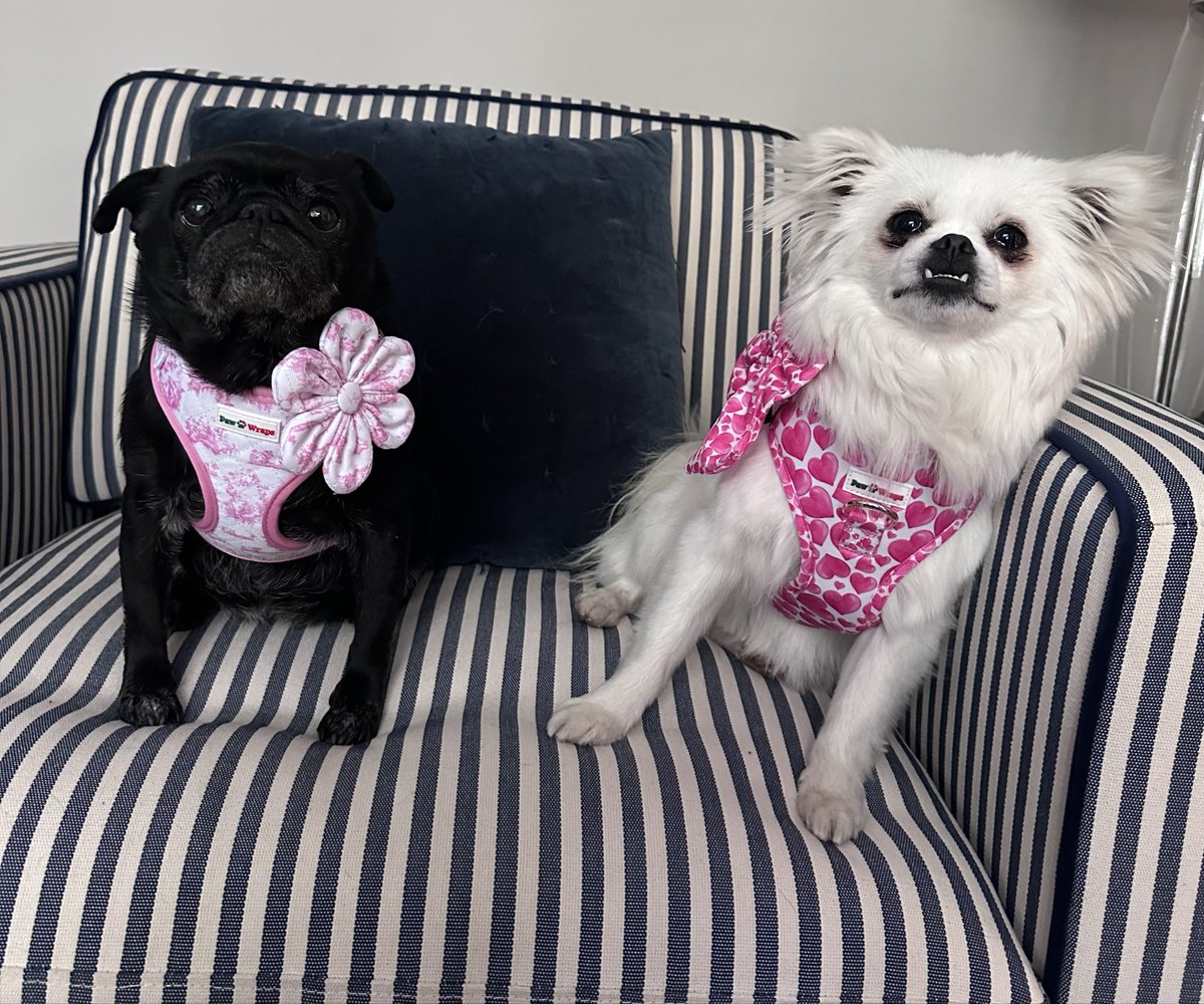 tangleduptotty's tweet photo. Our new girl Twiglet with her big sister Pudding in their new togs for National Pet Day https://t.co/U0UsW6ET7g