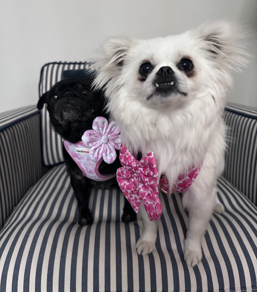 tangleduptotty's tweet photo. Our new girl Twiglet with her big sister Pudding in their new togs for National Pet Day https://t.co/U0UsW6ET7g