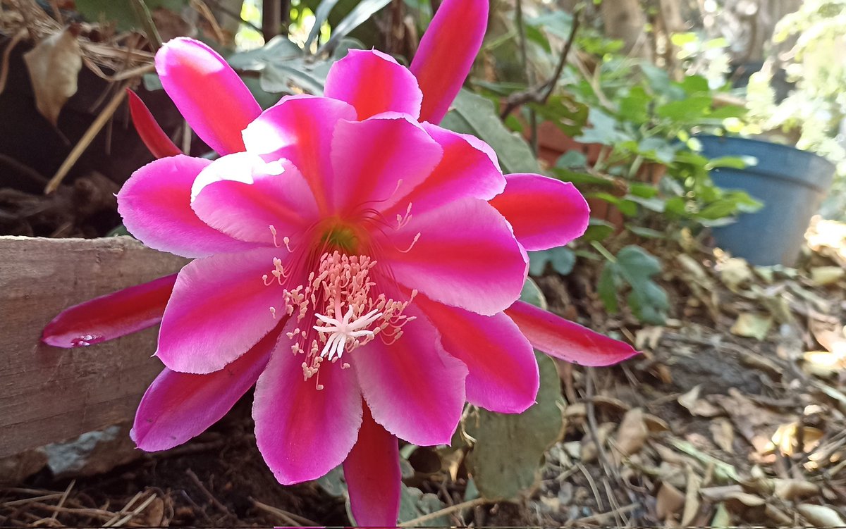 AnneMoka's tweet photo. Después de tanto, vuelve a florecer.
Una belleza llena de color. https://t.co/fb2nFjKR02