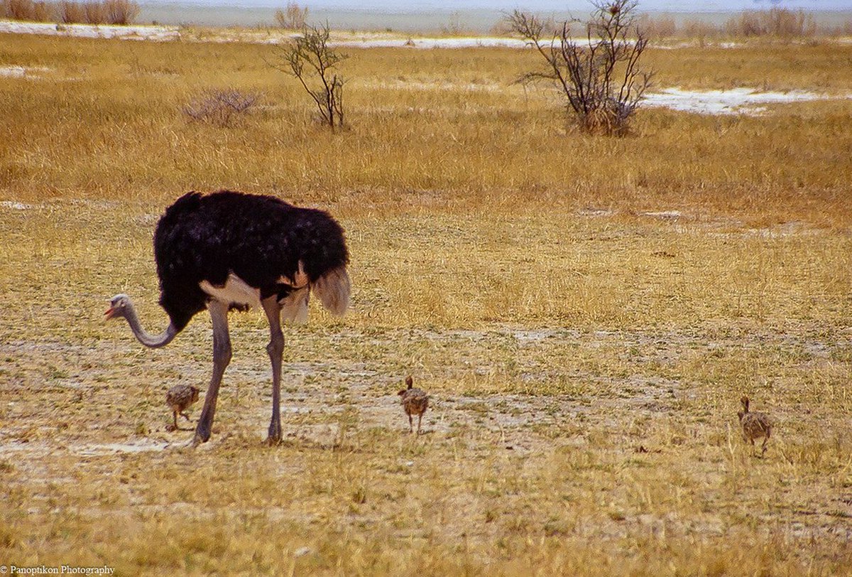 Panoptikon Photography tweet media