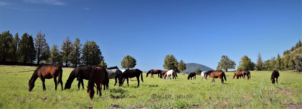 azritnede's tweet photo. https://t.co/sgKhdKKVf5 ARE WILD HORSE ADVOCATES AWARE OF EVERYTHING THEY SUPPORT WHEN CHOOSING EPA PESTICIDES ZONASTAT-H/PZP AND GONACON-EQUINE TO BE USED ON OUR WILD HORSES? #wildhorses #congress #truth #horses #wildlife #savewildhorses https://t.co/5cJYyhk1e0