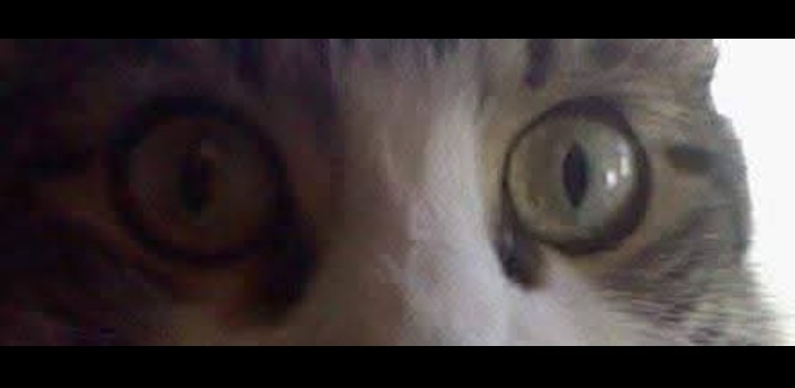 🐾Me🐾 tweet media