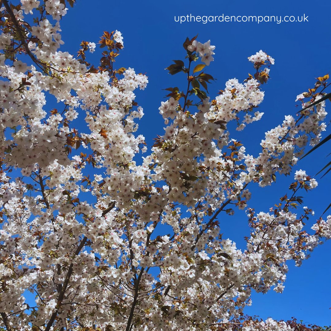 UpTheGardenCo's tweet photo. "Life without love is like a tree without blossoms or fruit."
Khalil Gibran
π https://t.co/ddWmEcT7Au
#blossom #treeblossom #upthegarden #quotes #gardening #spring #thespringgarden #springgarden #loveblossom https://t.co/ZfKEfFp7WI