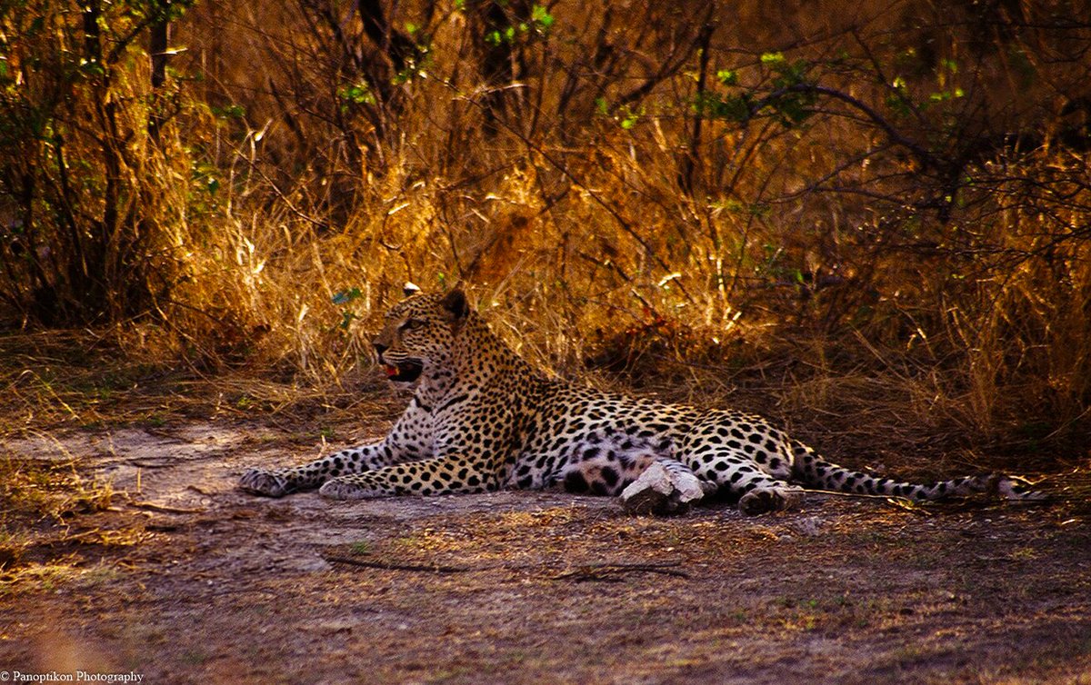 Panoptikon Photography tweet media