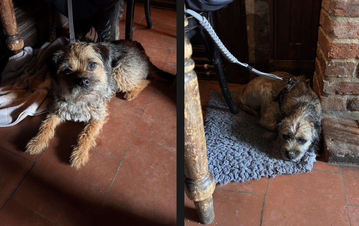MrSebBT's tweet photo. #pubdogs #btposse https://t.co/nRU7lGc1Le
