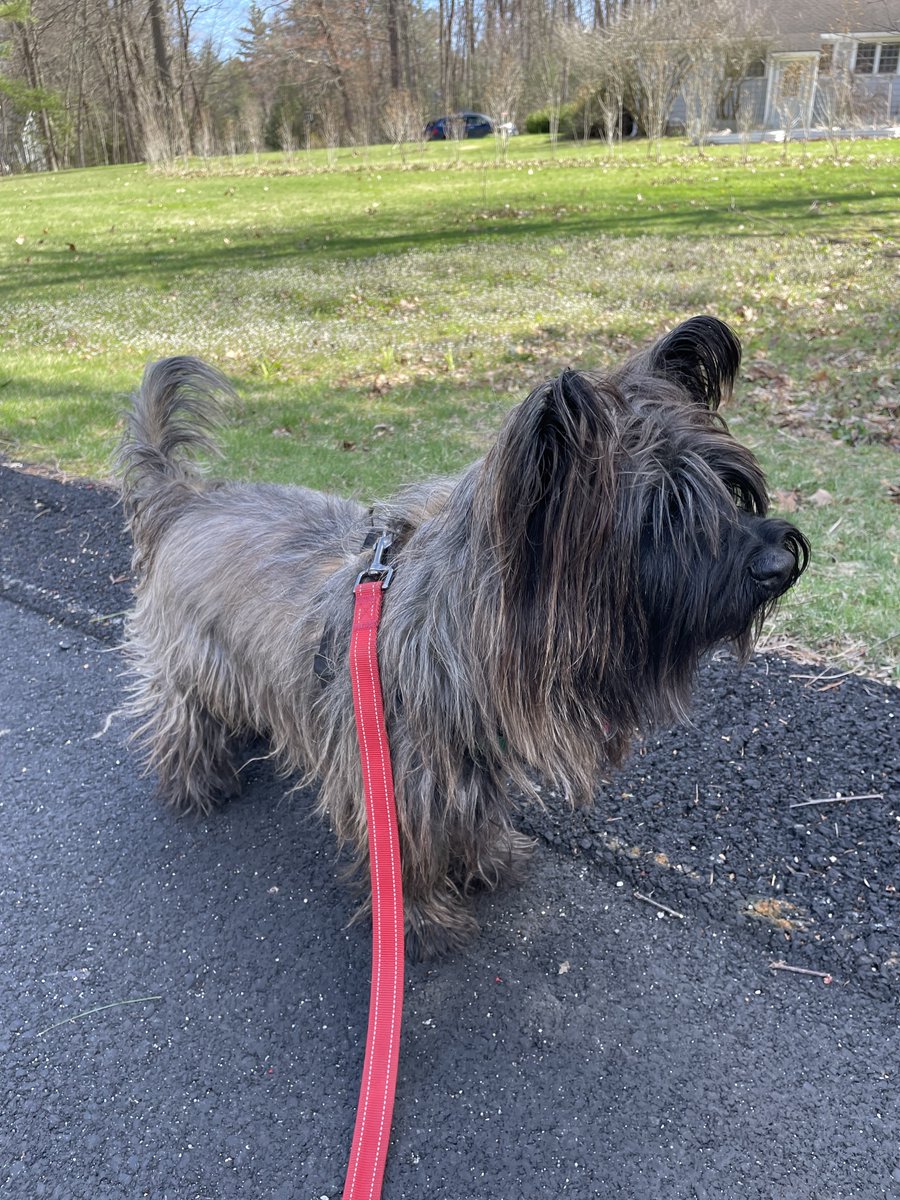 Welly the unstoppable bean machine tweet media