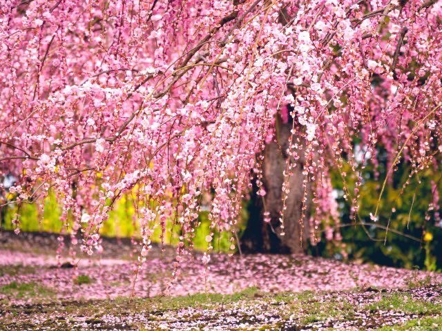 まあな隊長🌷【絶品東京グルメ警備】⛺ハーレー女子キャンプYouTube tweet media