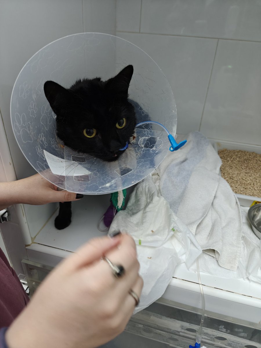 ☃️Oki Spooky Navideña🎄🎃🍁 tweet media