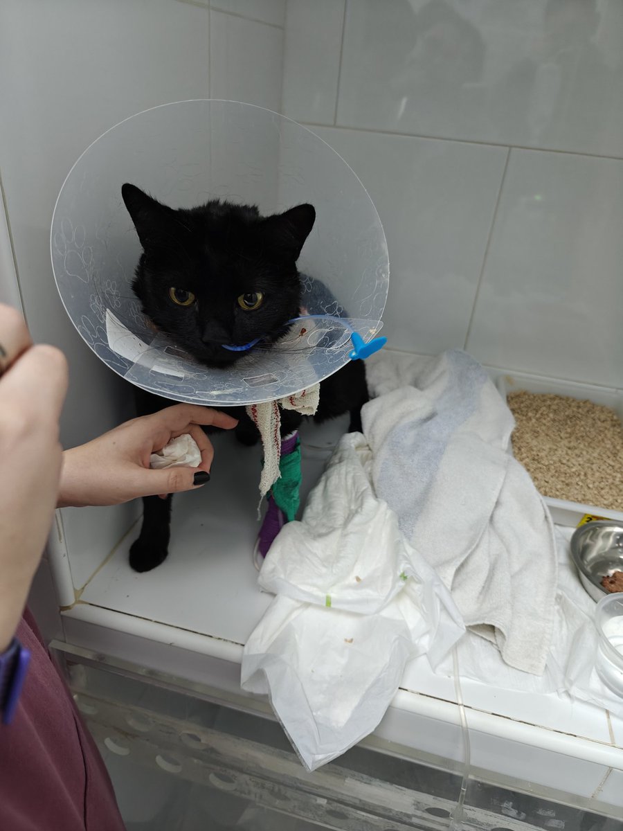 ☃️Oki Spooky Navideña🎄🎃🍁 tweet media