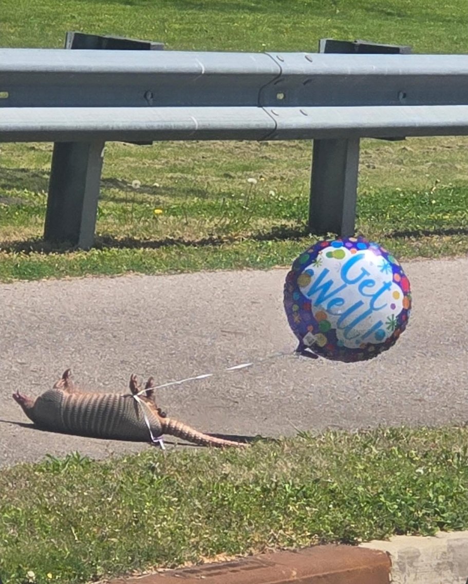 Florida Swamp Puppy tweet media