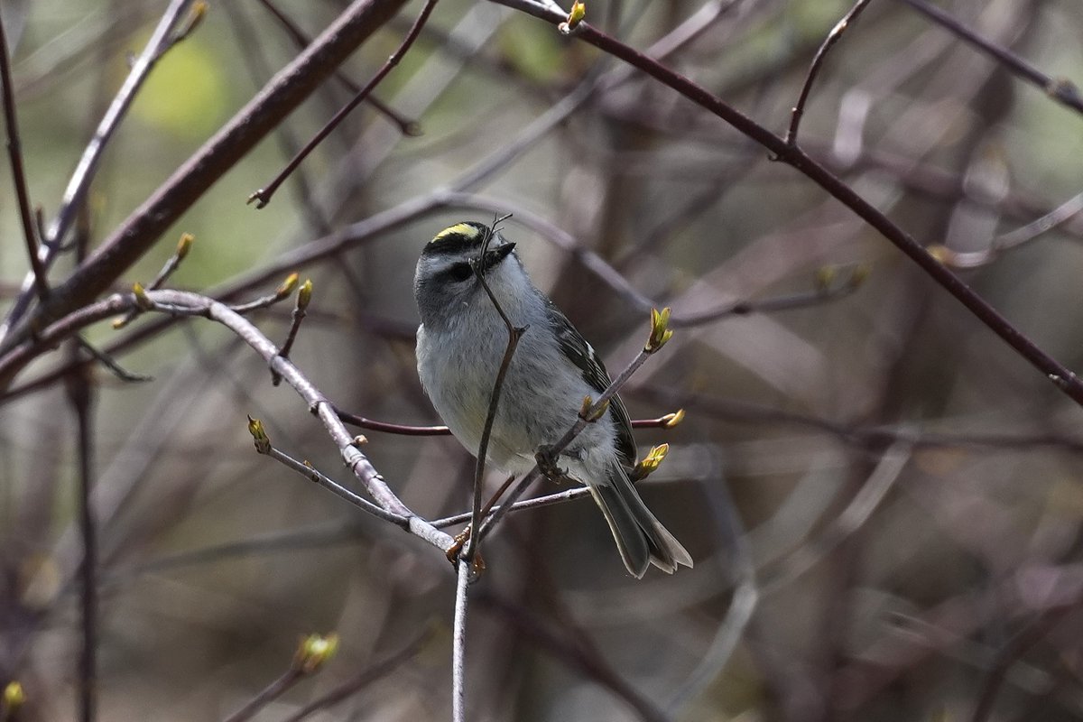 Andy Longfellow - Michigan Wildlife & Nature tweet media
