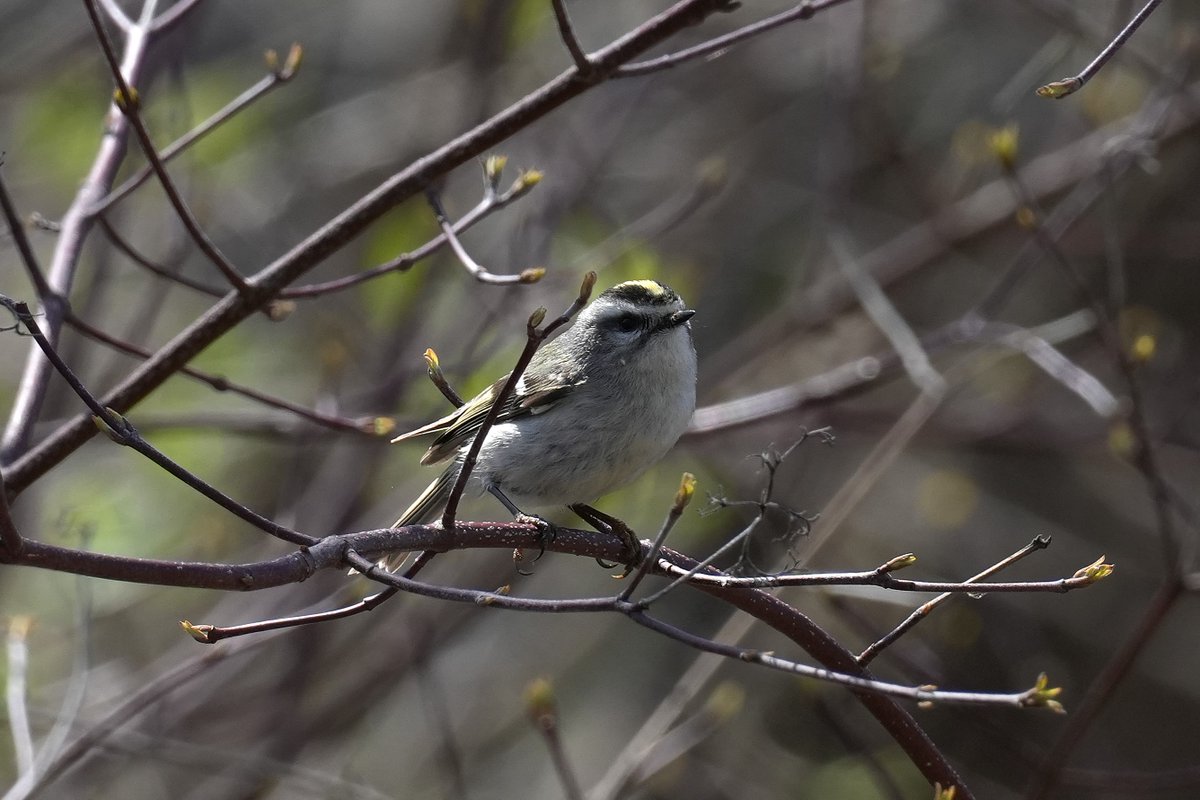 Andy Longfellow - Michigan Wildlife & Nature tweet media