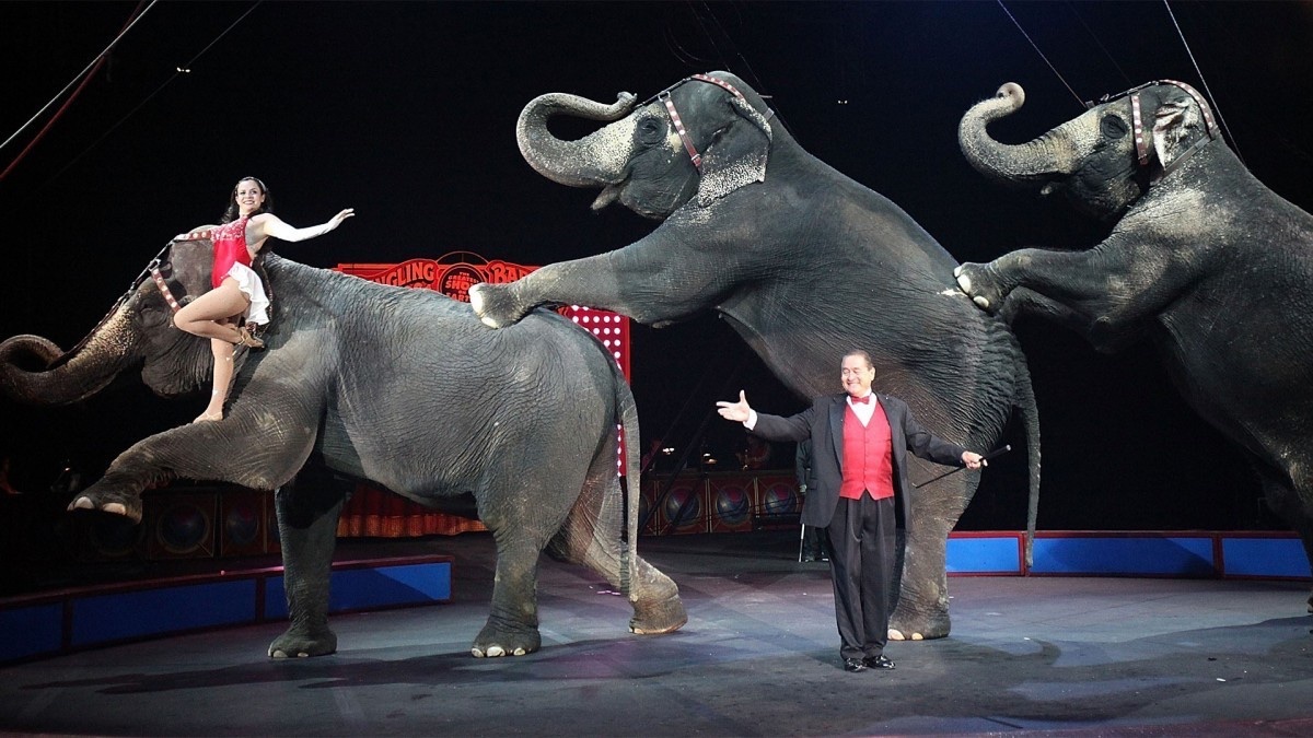 The Tiger Of Wall Street tweet media