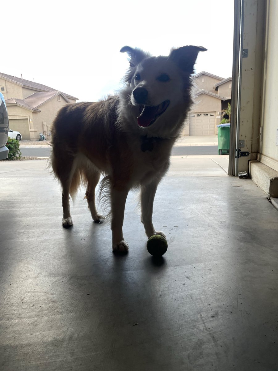 janIceingebrig1's tweet photo. Sage the border collie https://t.co/0QeQbzZG2i