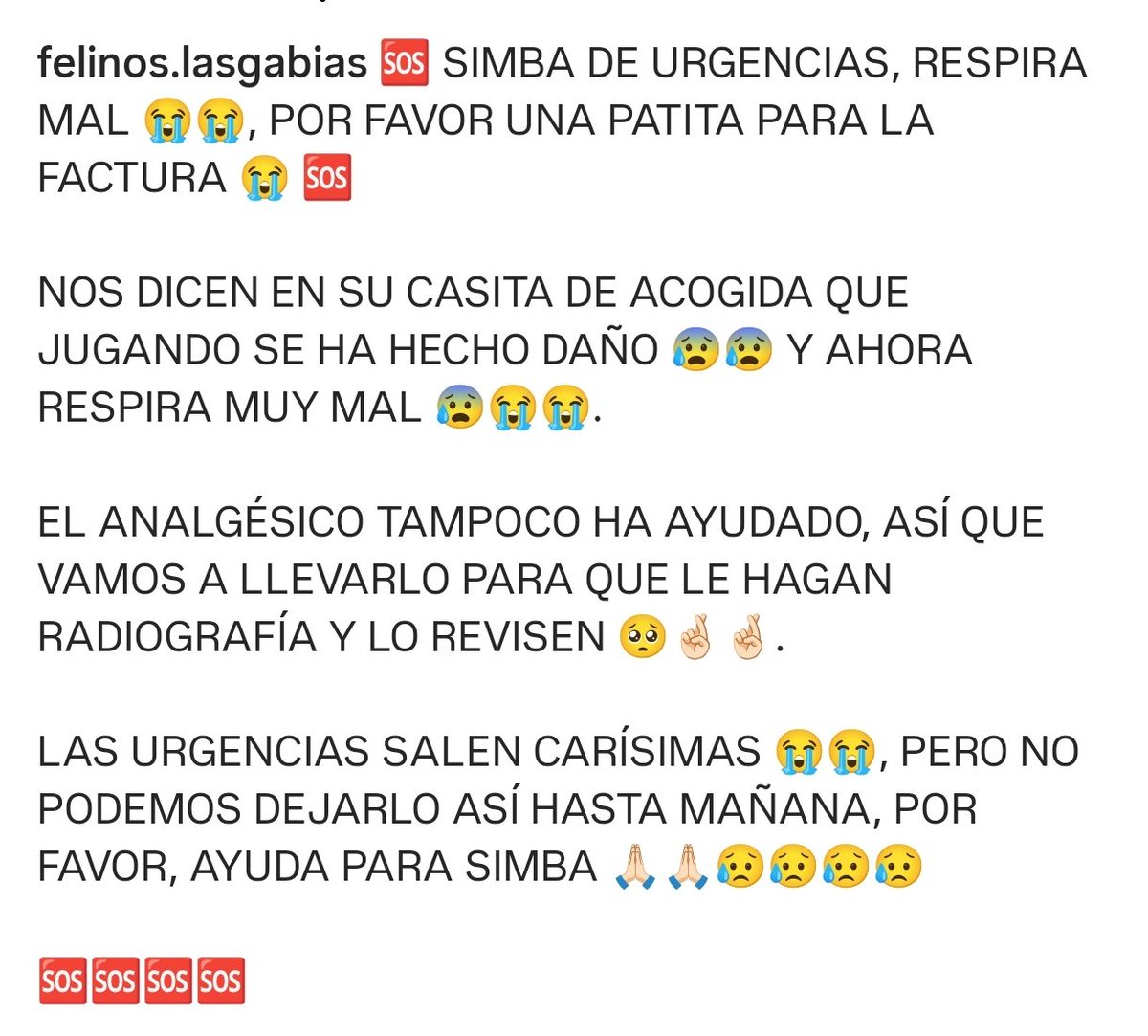 Felinos Las Gabias tweet media