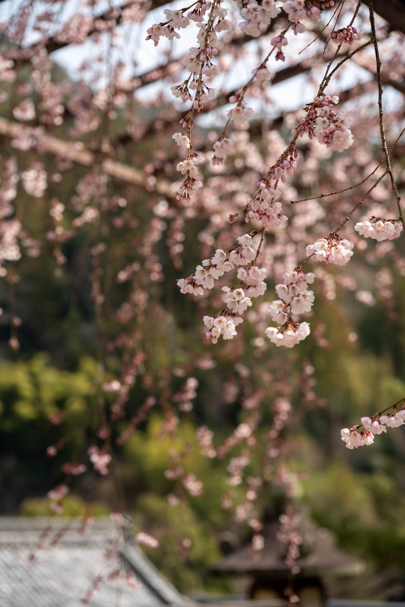 摩尼（マニ）　寺フェス有難うございました！ tweet media