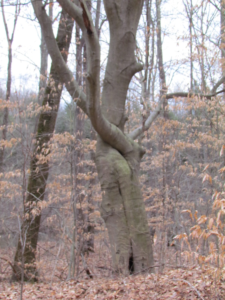 mono⁷🌱ARIRANG tweet media