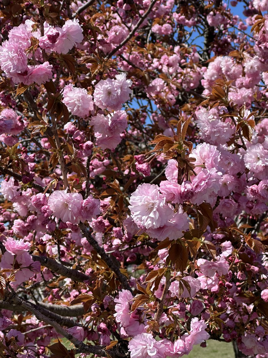 Chef Angel 💖 tweet media