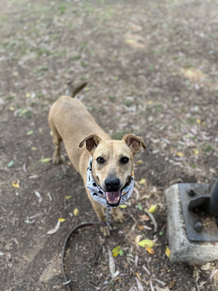 𝙷𝚎𝚕𝚊 𝙼𝚘𝚛𝚎 🐶 tweet media