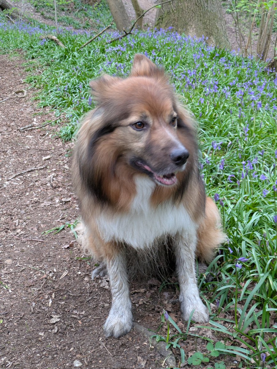 CamasTheCollie's tweet photo. And so it begins... Bluebell status update. ๐พ๐พ๐ชป๐
#BorderCollie
#Bluebells
#Faffing
#SaturdayMorning https://t.co/XD9bVdDu8I