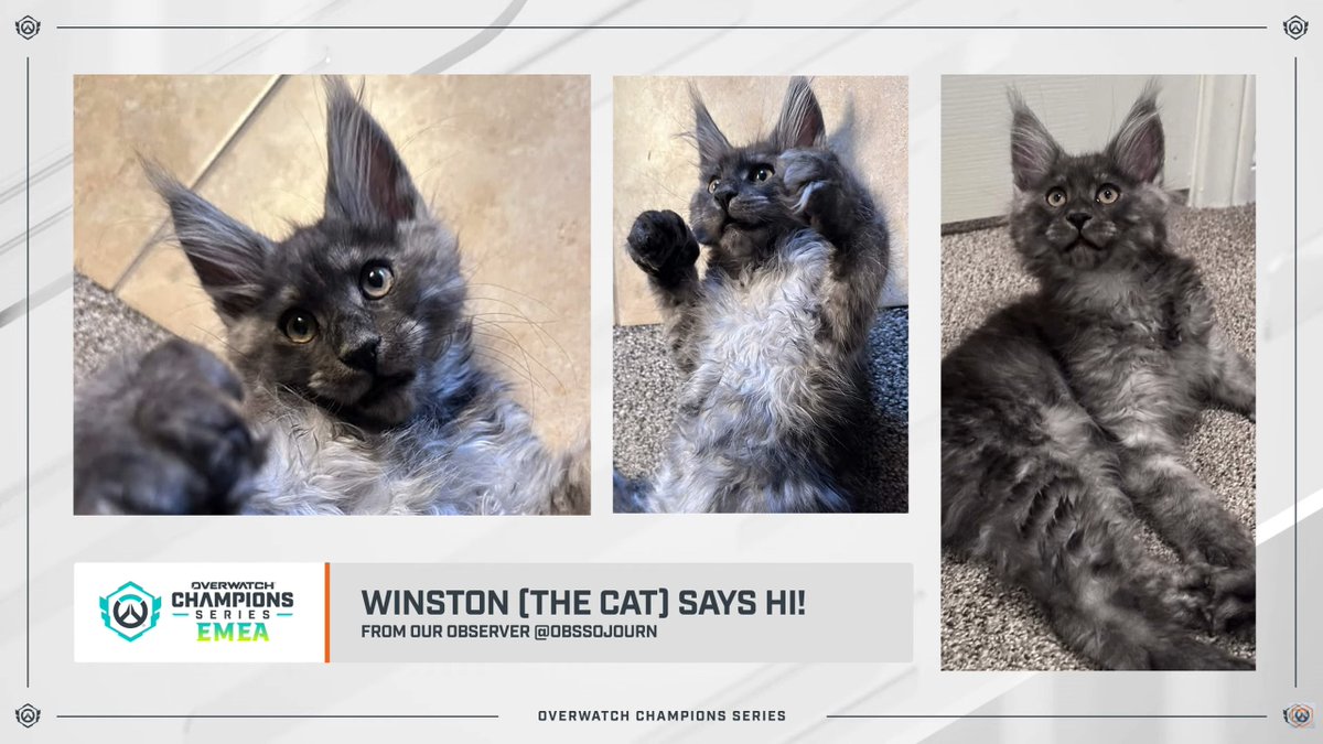 Overwatch Esports tweet media