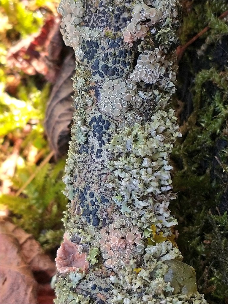 SewellLeigh's tweet image. Taking a trip down to crust town 😊

 #hotsticksaturday #fungi #lichen #macro #nature #naturephotography