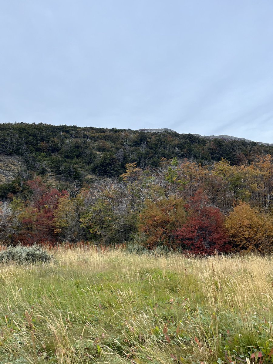 Jazmín del Monte tweet media