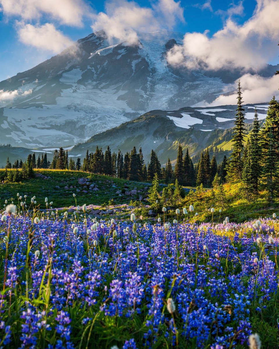 Purely Green tweet media