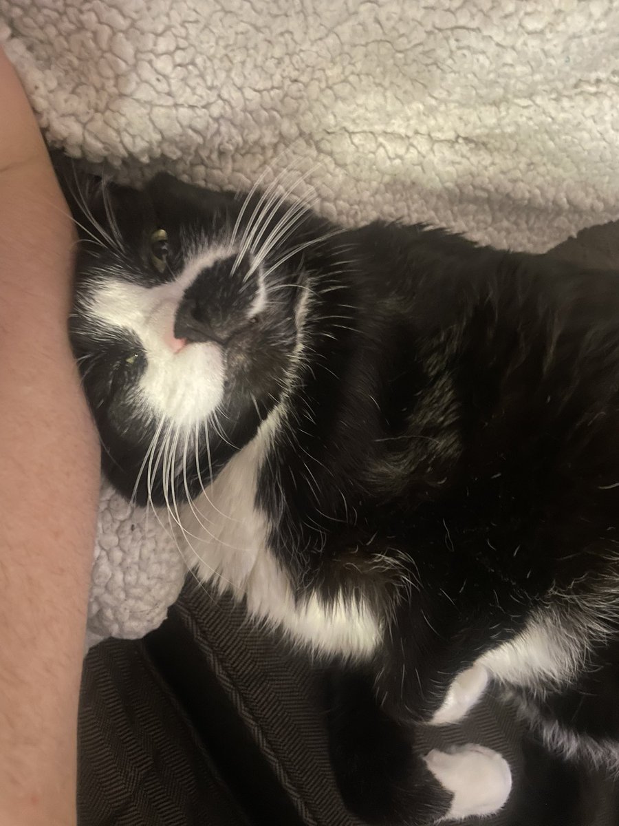 SAM 💜 Oreo, Fritz, Lofty tweet media