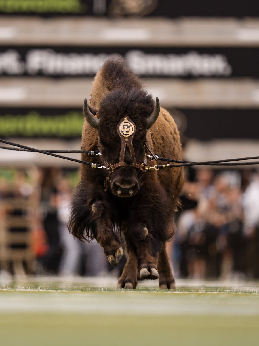 Colorado Buffaloes tweet media
