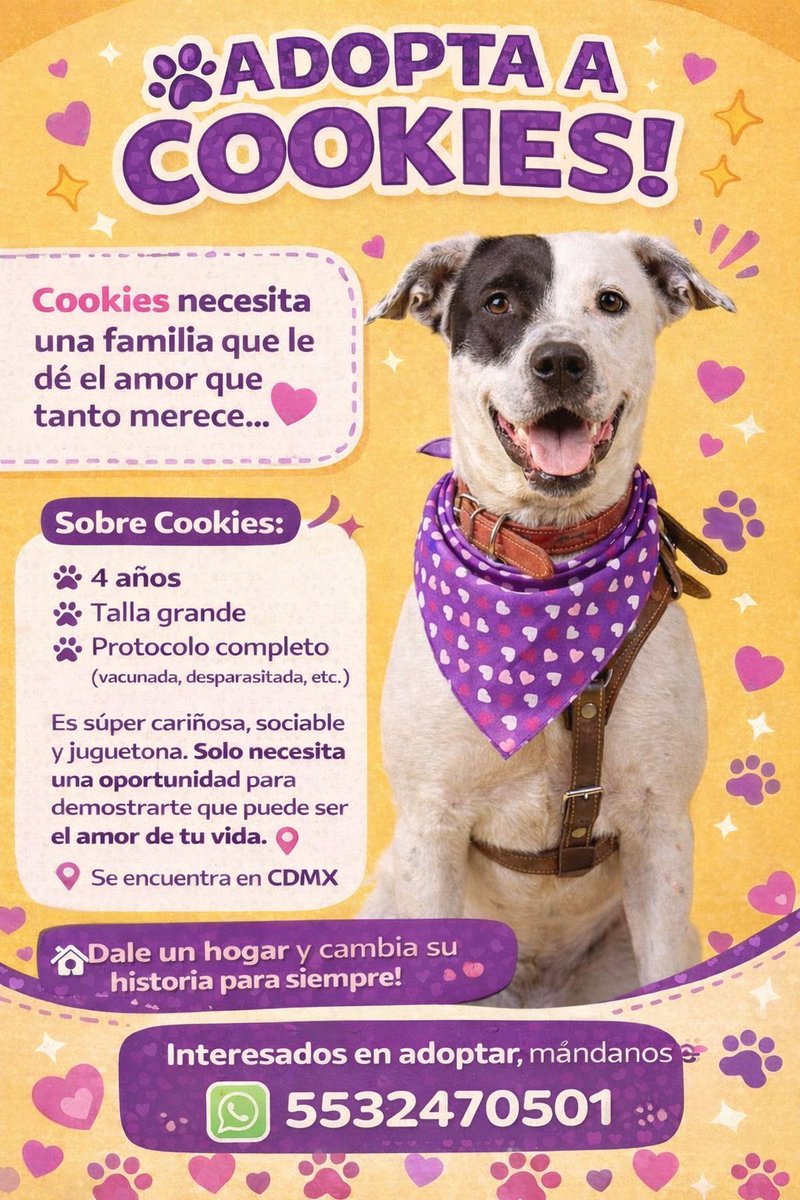 𝙷𝚎𝚕𝚊 𝙼𝚘𝚛𝚎 🐶 tweet media