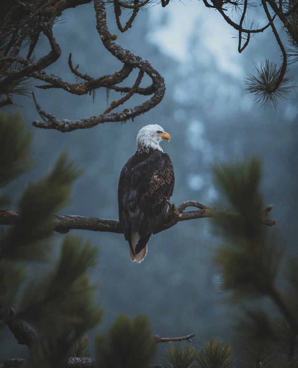 God & Country tweet media