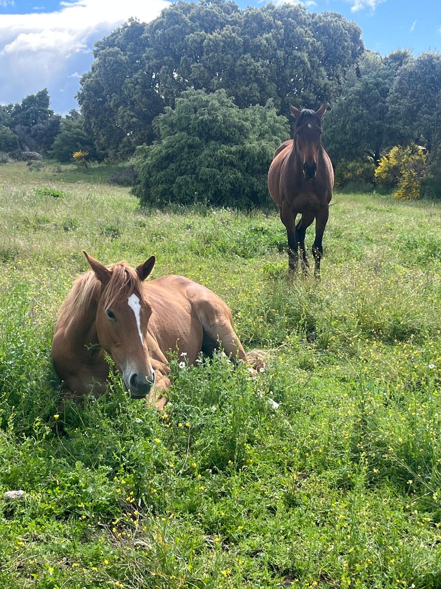 cuadra_leonesa's tweet photo. La Nena (Mekhtaal &amp; Faraunsi) debuta mañana en la 3ª carrera (premio Herradura 13:10h) en @HipodromoMadrid  @JLopezEntrena 
Primer producto criado por nosotros en casa como una mas…yegua que quedo huérfana con 3 meses y que Te Koop ha cuidado desde entonces como su hermano mayor https://t.co/KMntQaUmTI