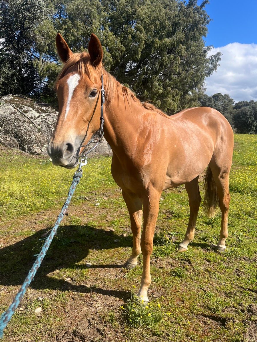 cuadra_leonesa's tweet photo. La Nena (Mekhtaal &amp; Faraunsi) debuta mañana en la 3ª carrera (premio Herradura 13:10h) en @HipodromoMadrid  @JLopezEntrena 
Primer producto criado por nosotros en casa como una mas…yegua que quedo huérfana con 3 meses y que Te Koop ha cuidado desde entonces como su hermano mayor https://t.co/KMntQaUmTI