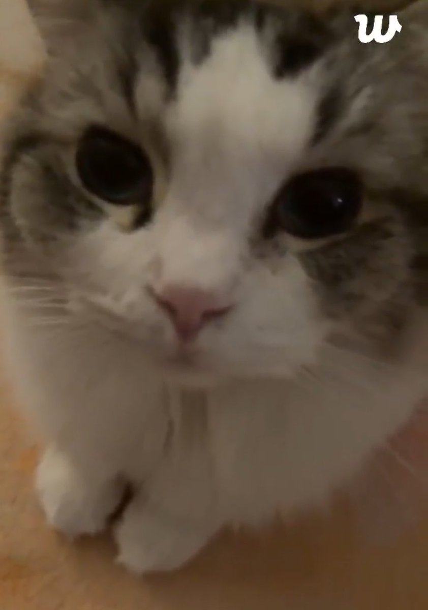 ¹³ 𝗝𝗡𝗝𝗠 tweet media