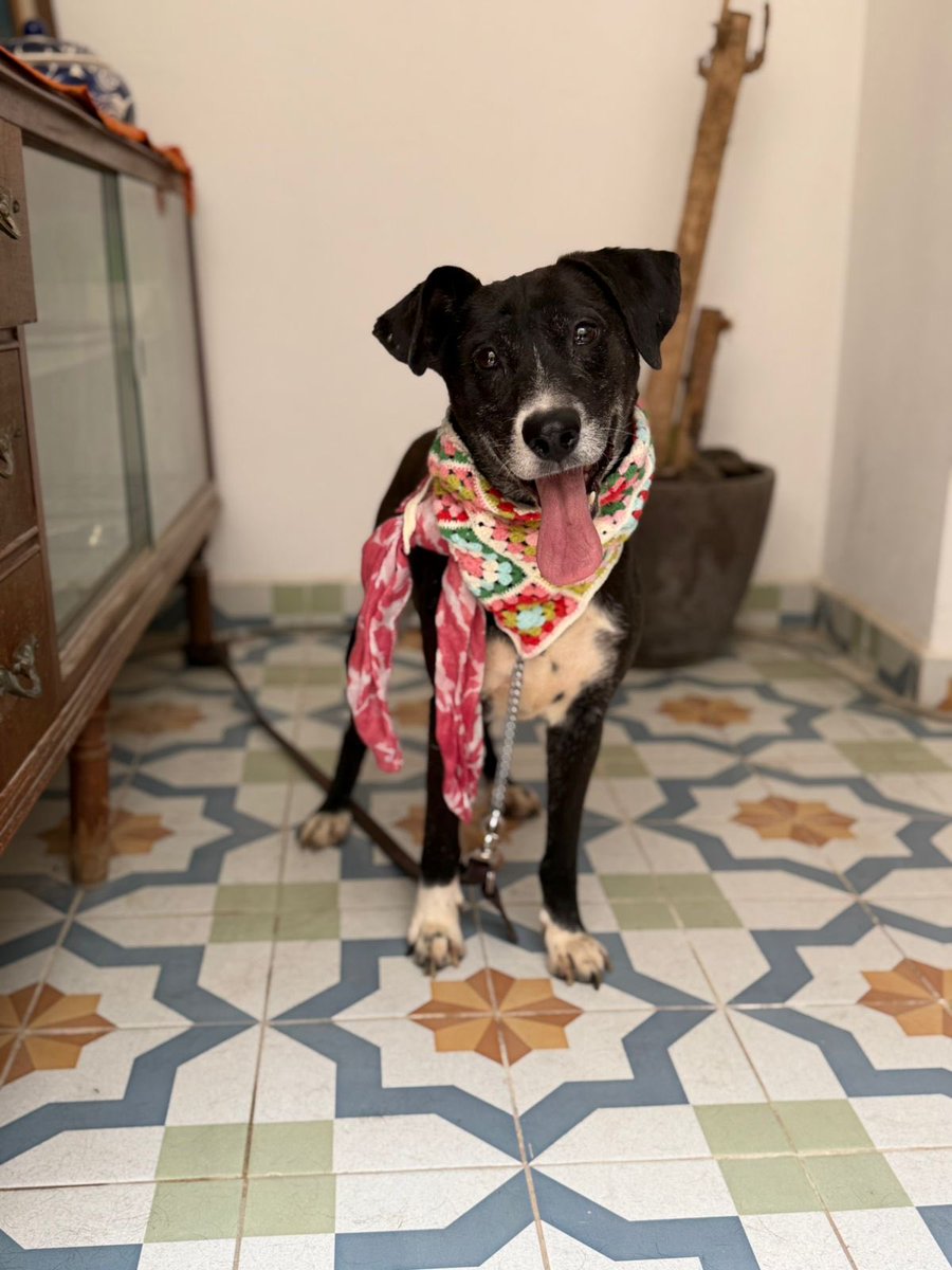 𝙷𝚎𝚕𝚊 𝙼𝚘𝚛𝚎 🐶 tweet media