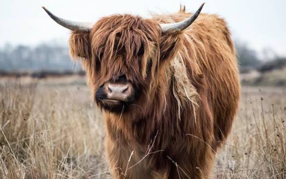 ☨🇨🇵 tweet media