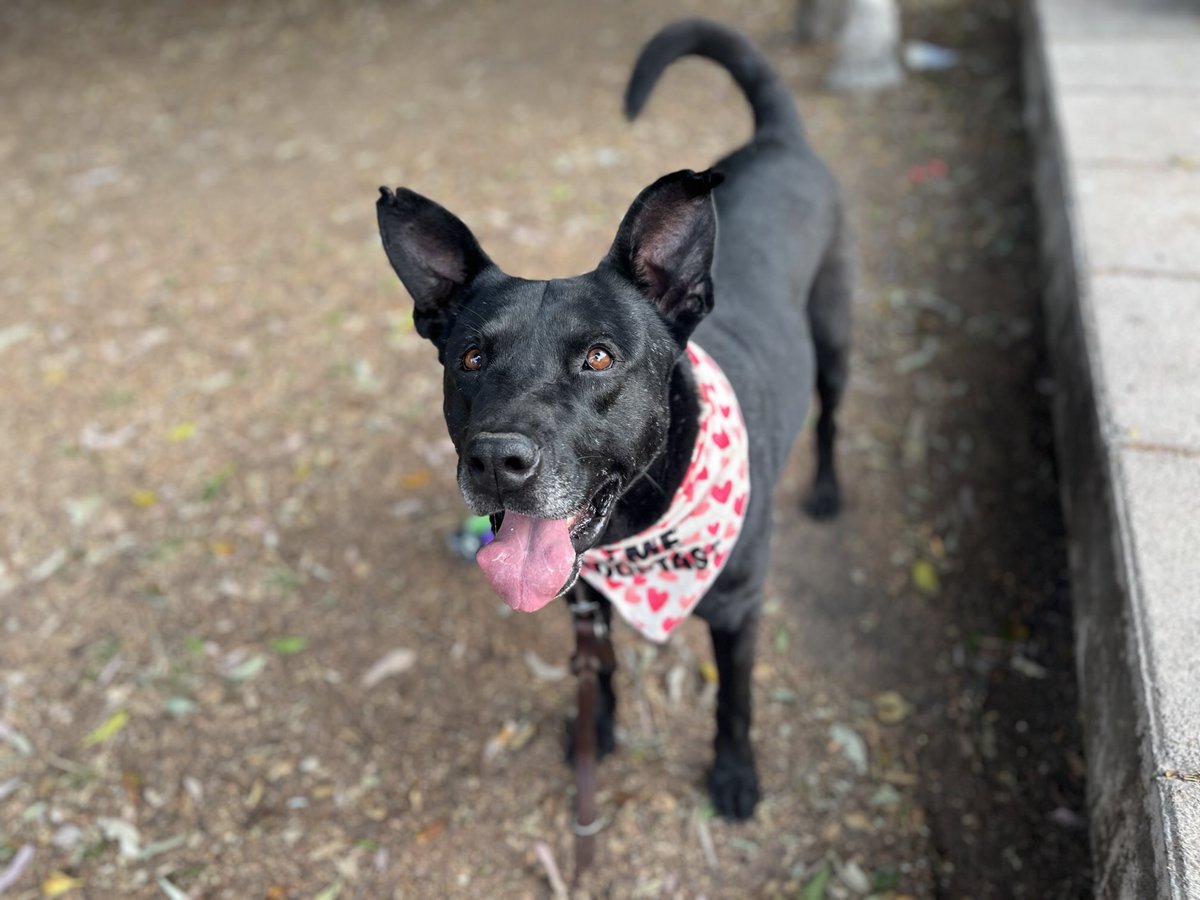 𝙷𝚎𝚕𝚊 𝙼𝚘𝚛𝚎 🐶 tweet media