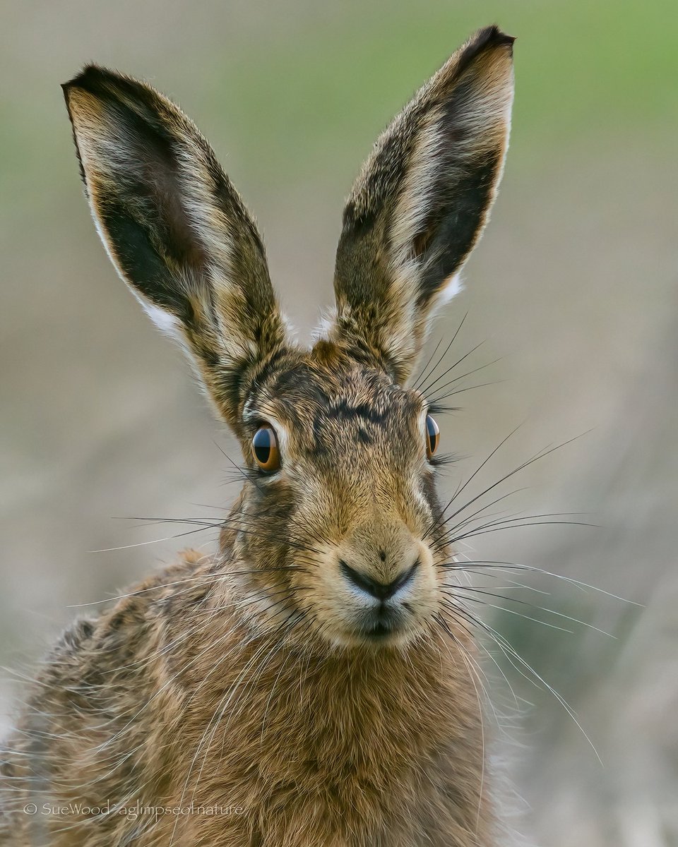 Sue Wood tweet media