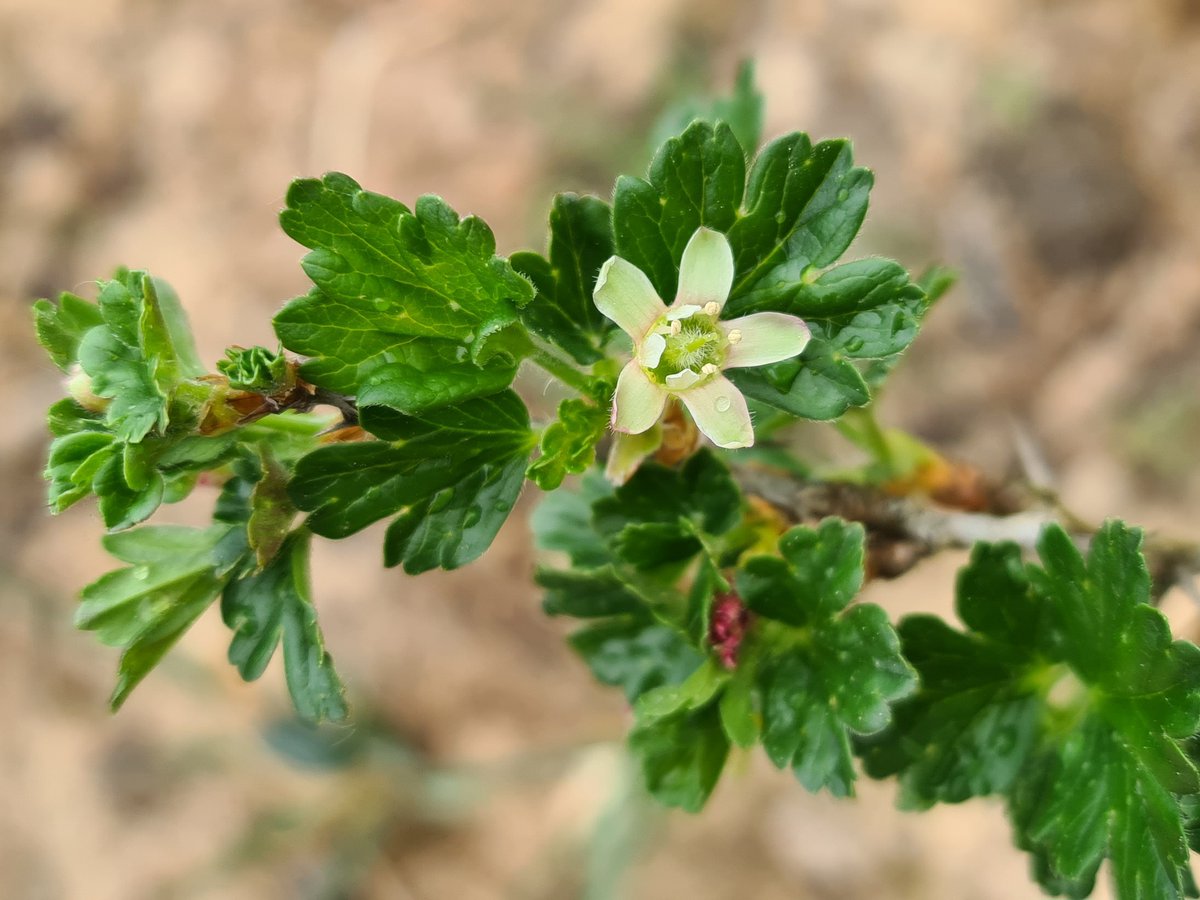 Anita van Leyden tweet media