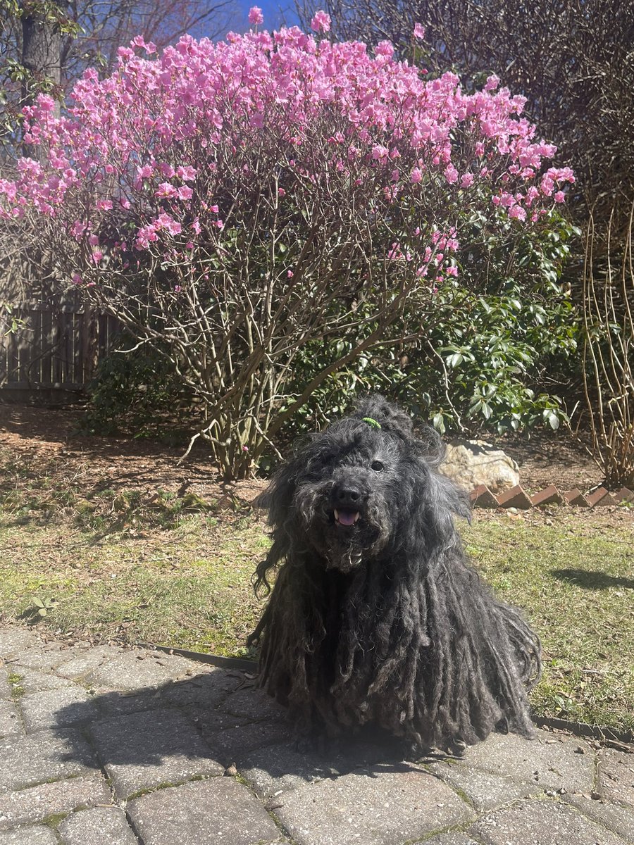 Yorkie7's tweet image. ℍ𝕒𝕡𝕡𝕪 𝕊𝕒𝕥𝕦𝕣𝕕𝕒𝕪!🌸♥️🐾

Spring has sprung and so have my cords in front of the PJM rhododendron!🐾🌸 🌸🐾

I didn’t choose the puli life—the puli life chose this level of fabulous. ♥️🐾🥰
Hope it’s looking like spring where you are!♥️🐾

#puli
#HappySaturday