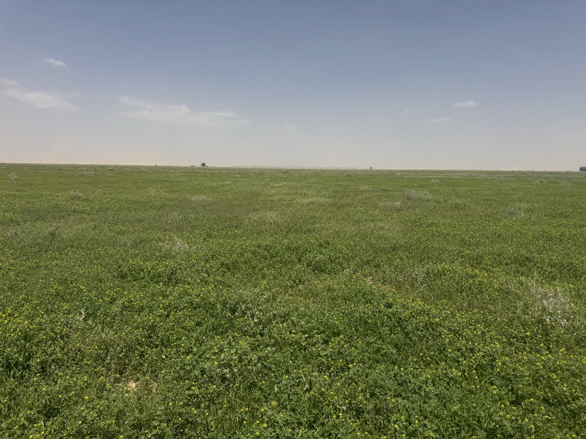 من تصويري صباح هذا اليوم فى الحجناوي محافظة الرس ,, التصوير فى الجزء المحمي من مصب وادي النساء اللذي يصب فى وادي الرمه،، بكل اسف الجزء الغير محمى من الفيضة أتلفته سيارات المتنزهين