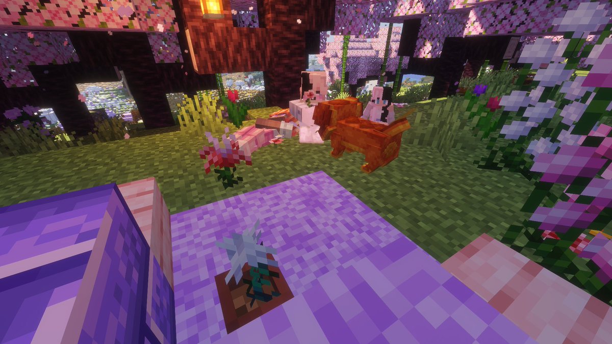 Charlie Coralfin🐬 tweet media