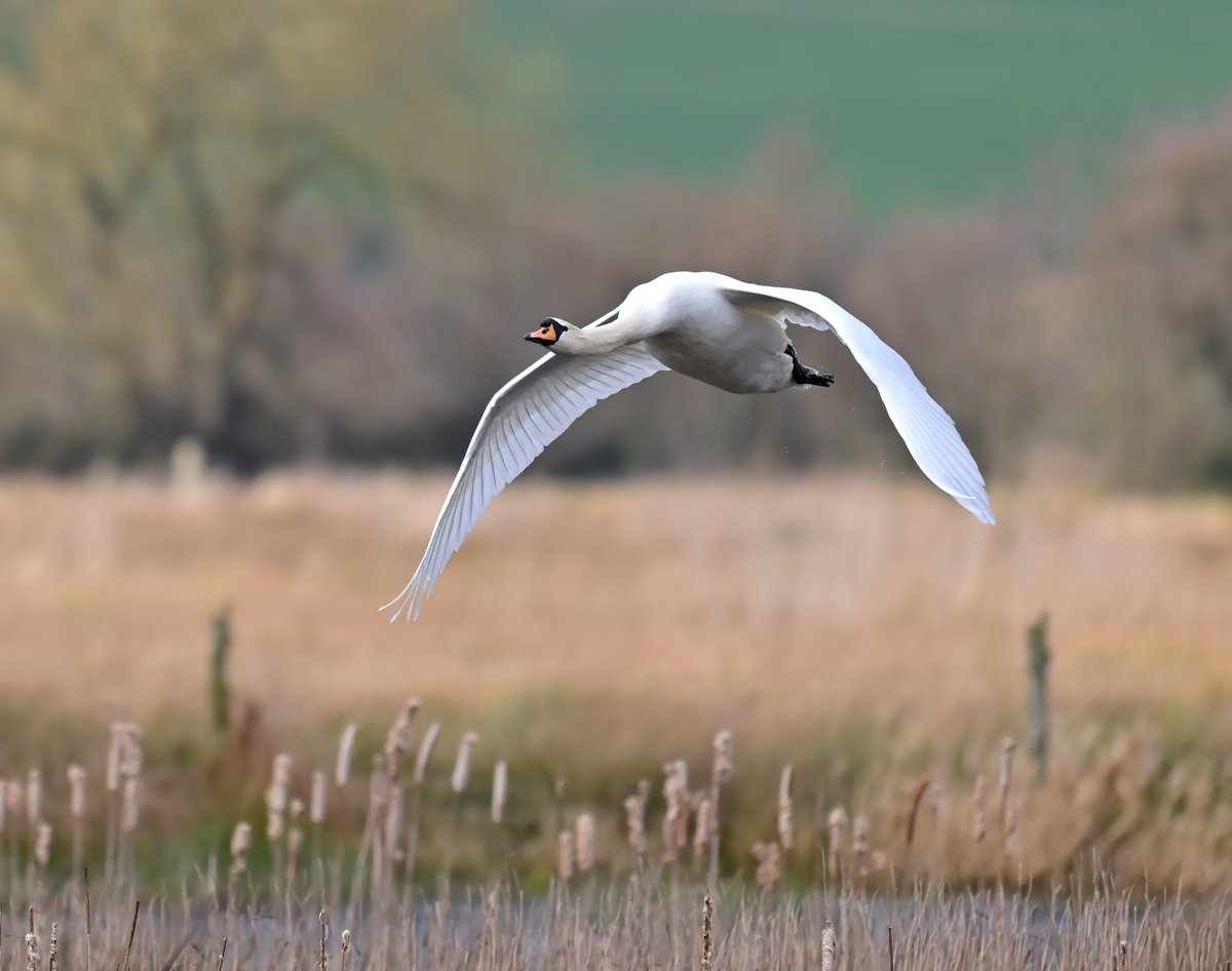 Carl Bovis tweet media