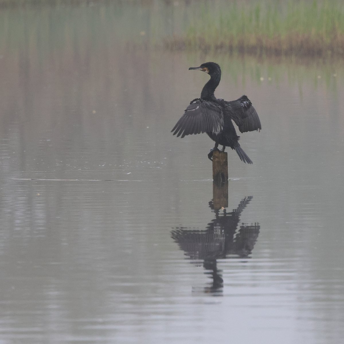 robinmmorrison's tweet photo. Early morning at #RSPBHamWall #Somerset this week and a #Cormorant is drying out. The green new season growth from the reeds is just visible in the background. https://t.co/pKHvO4JSsv
