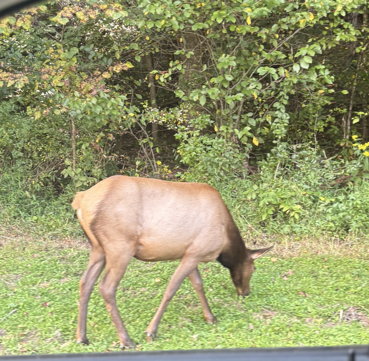 KarlMitso58's tweet photo. Cats out of the bag. Here is a cool moose I saw.#dontletmedown https://t.co/rzAhgb0AjV