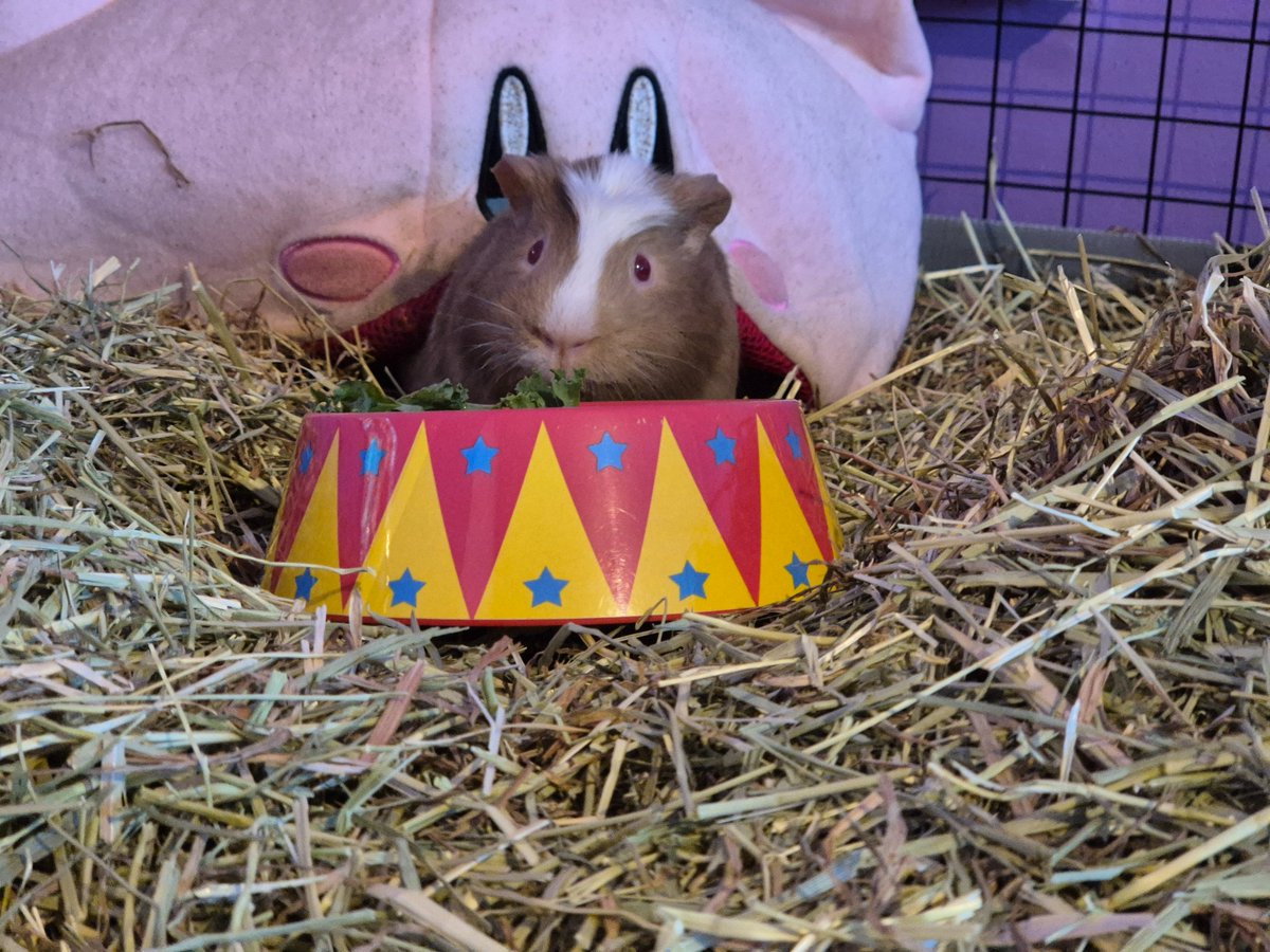 Jen and Sandwich (guinea pig) tweet media