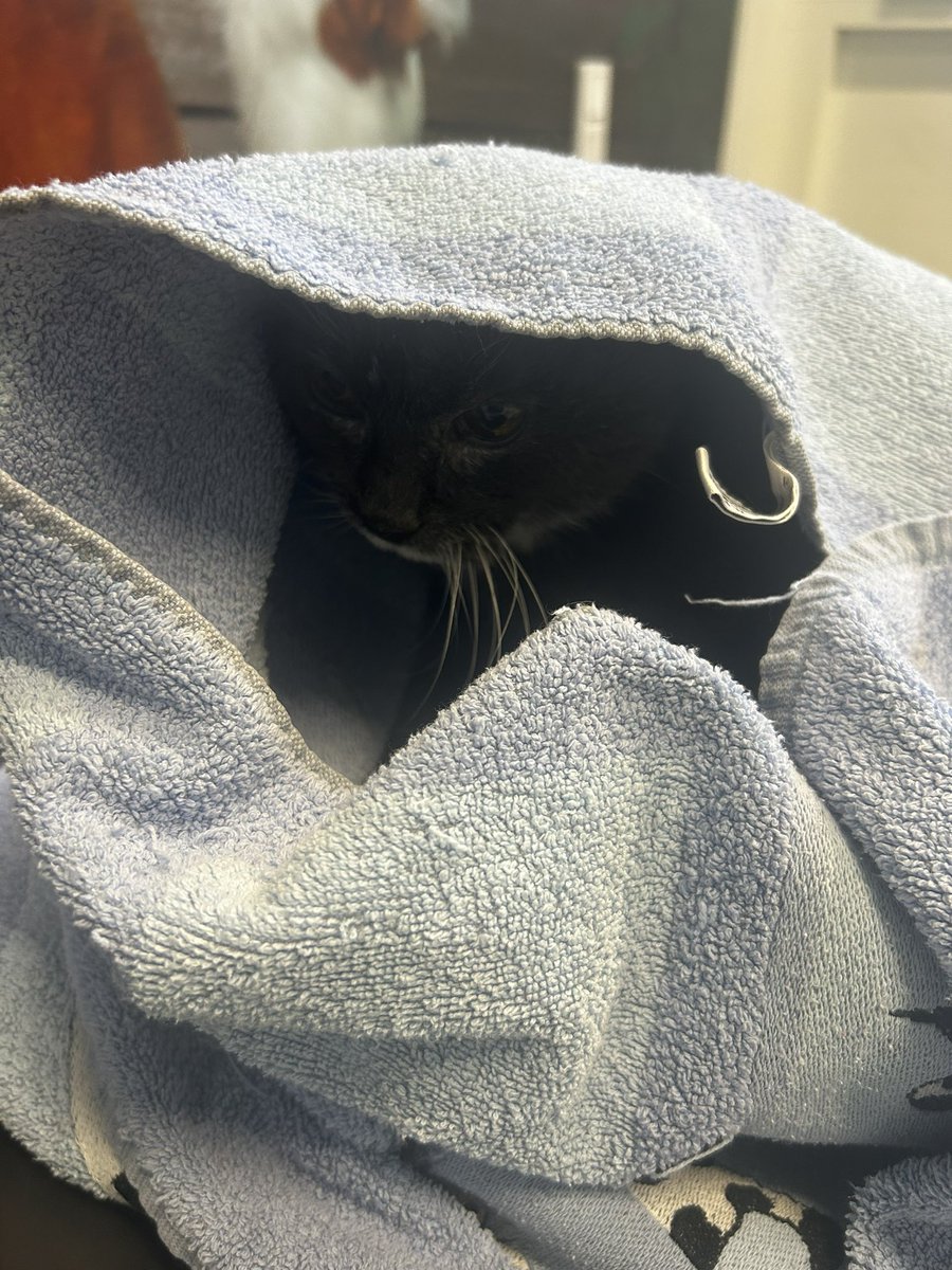 spongAleksi (🇫🇮) tweet media