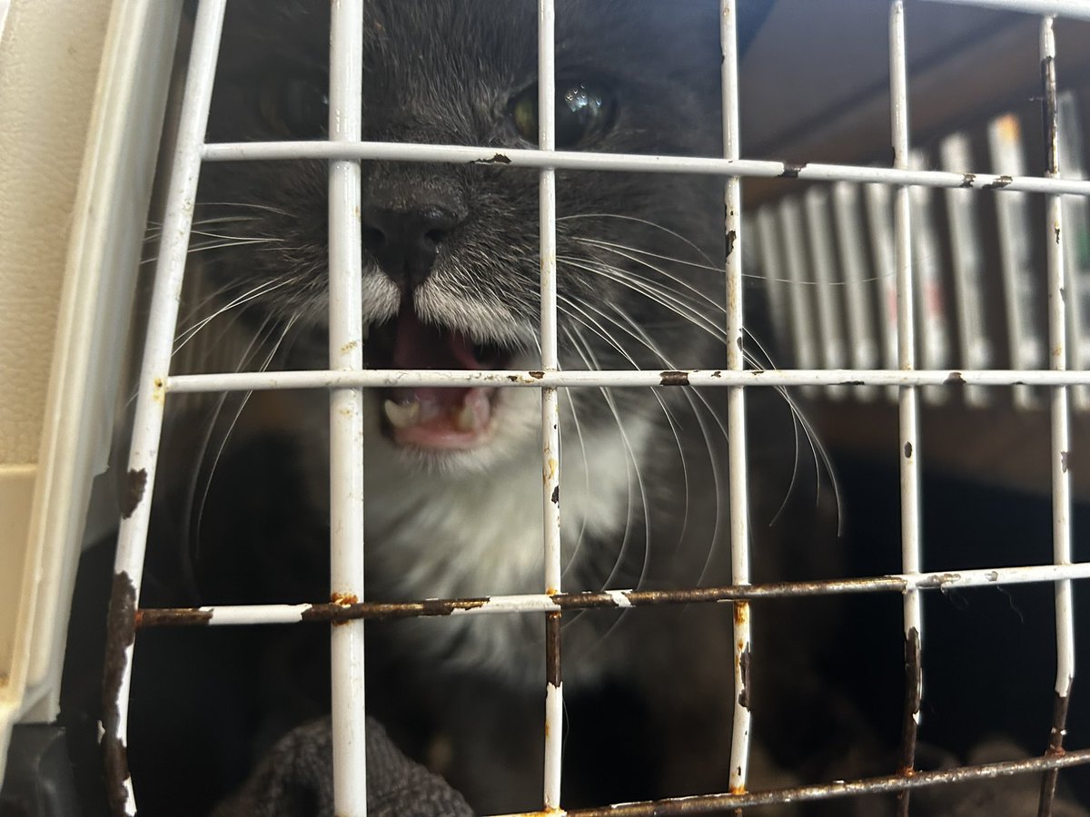 spongAleksi (🇫🇮) tweet media