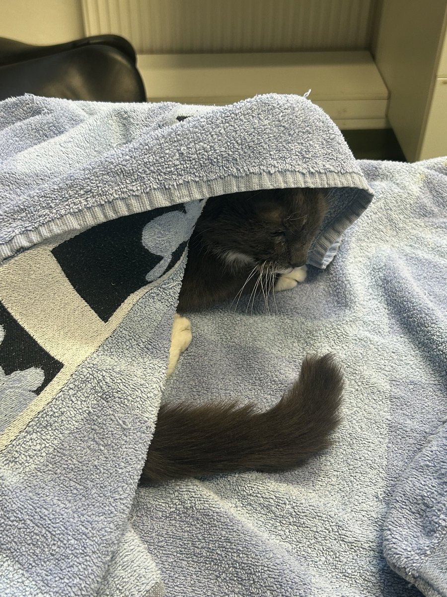 spongAleksi (🇫🇮) tweet media